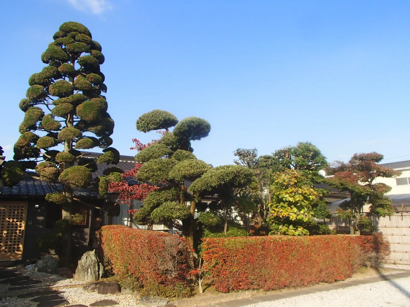 仕立てた松と紅葉した生垣のある日本庭園
