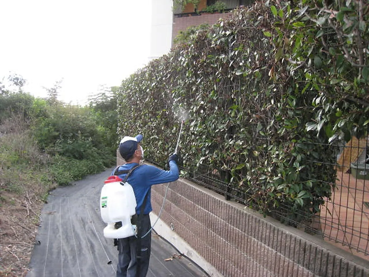 生垣の害虫防除